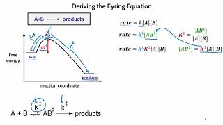 Derivation of the Eyring Equation [upl. by Ulises942]