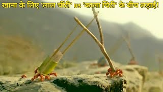 Minuscule Valley of the Lost Ants  Film Explained in Hindi Summarized हिंदी [upl. by Ytsrik]