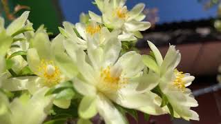 pereskia aculeata buriram thailand [upl. by Martha]