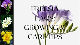 Freesia FAQs Growing amp Care Tips [upl. by Lokin]