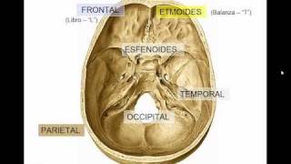 GENERALIDADES DE CRANEO [upl. by Cowey]