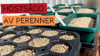 SÅ PERENNER  Dags att så fler perenner under hösten för plantor till nästa år  höstsådd [upl. by Farlay]