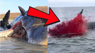 Whale Explosion Caught on Camera Real Images Captured by Fishermen [upl. by Shaina]