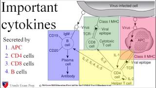 Important Cytokines Immunology  USMLE Exam Prep [upl. by Mordy]