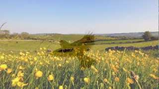 Ralph Vaughan Williams  The Lark Ascending [upl. by Stalk]