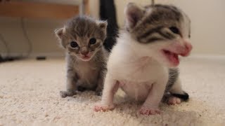 2 Weeks Old Kitten Update [upl. by Ahsieker840]