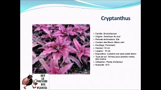 Fiche technique Cryptanthus Plante dintérieur [upl. by Bradney]