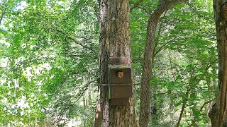 The sounds of the screech owl fill the forest [upl. by Erik]