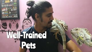 My Well TRAINED LIZARD  Wildly Indian [upl. by Lachish]