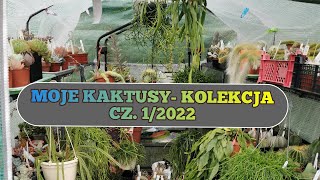 Moja kolekcja kaktusów  Przegląd kaktusów 2022cz 1 [upl. by Adlei444]