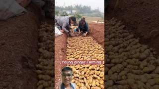 Planting and harvesting ginger root sonlv [upl. by Ennayt182]