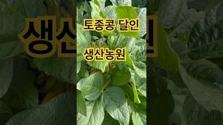 토종콩 생산 달인 GMO OUT 메주콩 콩 원조 유전자 변형 건강정보 [upl. by Zetnahs]