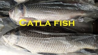 Fish Market in Bangladesh Jatrabari Dhaka fish market 2019 [upl. by Nahsrad]