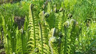 Ostrich ferns fiddleheads the tastiest edible fern Matteucia struthiopteris now called Onoclea [upl. by Ramso586]