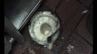 Instructional Video quotHow to Remove Fruit Flies from Drainsquot [upl. by Bohannon]