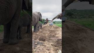 Baby Elephant Phabeni Rubs Against Lundi While the Bigger Elephants Surround Their Humans 🐘💚 [upl. by Paddy]