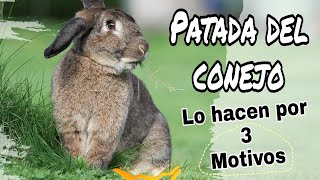 ¿Por qué mi conejo da patadas al suelo [upl. by Audette]