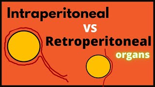 Intraperitoneal VS Retroperitoneal organs [upl. by Carlos]