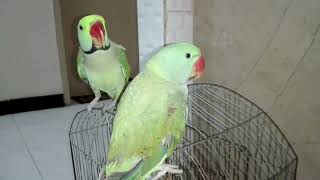 My Beautiful Mithu Talking  Alexandrine Parrot [upl. by Nairahcaz]