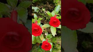 achimenes plant kerala garden ideas youtubeshorts nature trendingshorts  shorts viral [upl. by Son380]