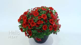 New Petunia Hells varieties Orange Petunias [upl. by Adnalu]