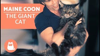 MAINE COON – Characteristics Character and Care [upl. by Elorac]