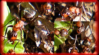 Giant European Red Wood Ant Formica pratensis on the Edge of the Forest – Part 1 [upl. by Lyndon280]