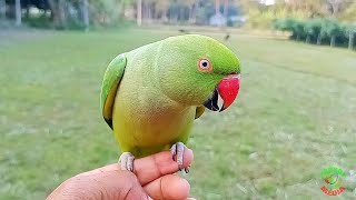 Female Ringneck Parrot Voice [upl. by Marie]