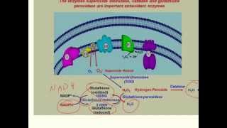 Superoxide Production during Ischemia and Reperfusion [upl. by Adalard930]