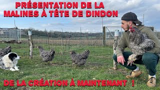 Présentation de la Malines à tête de dindon [upl. by Jacquelyn]