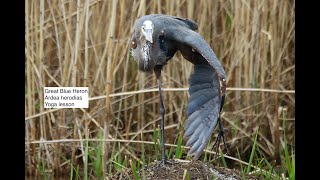 Bobolink heron owlet warblers and many more Montezuma New York 532024 [upl. by Conlen]