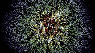 Poxvirus plaque formation [upl. by Doniv]