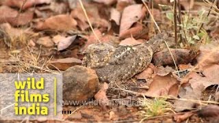 Jungle Nightjar Caprimulgus indicus roosting by day [upl. by Jacquelin555]