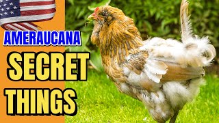 Ameraucana Secrets Everything You Need to Know to Be a Successful Chicken Keeper [upl. by Miehar]