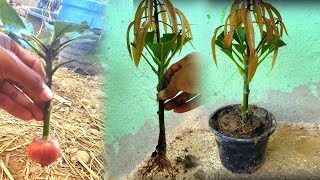 How to propagate mango by cutting onion branches to help the roots [upl. by Kcinnay746]