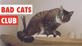 Bad Cats Club  Funny Cat Video Compilation 2020 [upl. by Belvia849]