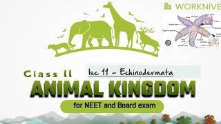 lec 11  Echinodermata l Animal Kingdom l Neet2025 and other state board examination l [upl. by Boni256]