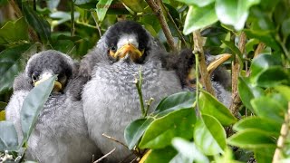 Episode 8 A Day in the Life of Growing Noisy Miners  Sunday 8th of September [upl. by Cohl]