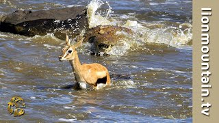 Crocodiles Catch whole herd of migrating Gazelle 🐊☠ CLASSIC WILDLIFE [upl. by Yeh541]