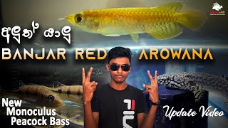 අලුත් සාමාජිකයා Banjar Red Arowana දගකාර පොඩ්ඩා asianArowana [upl. by Dymoke]