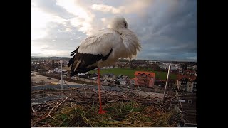 LIVE Storchennest Freilassing [upl. by Sadiras15]