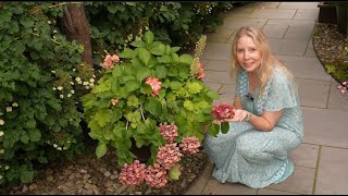 DeadheadingPruning Macrophylla Hydrangea [upl. by Cyrie]