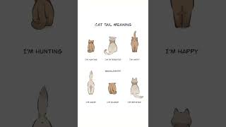 Cat Tail Meaning 🐈⁉️ Cat [upl. by Yellehs759]