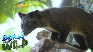 Born to be Wild Releasing civet cats back into the wild [upl. by Anastase]