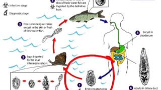 Siklus hidup Clonorchis sinensis [upl. by Nylsirhc]