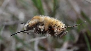 Gewone wolzwever Bombylius major eieren droppend in een koloniezandbijen [upl. by Onek]