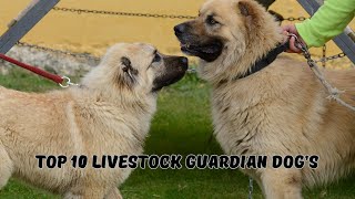 10 Best dogs to protect Livestock [upl. by Lesley]