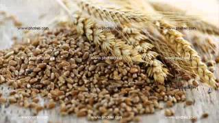 Sorgo Cebada y Trigo en la alimentación nutrición animal [upl. by Abroms777]