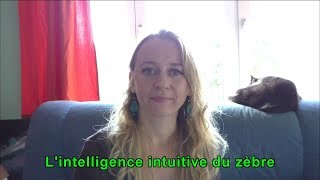 Lintelligence intuitive du zèbre [upl. by Waldack]