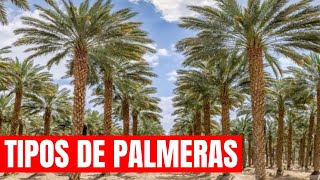 🌴 6 PALMERAS QUE TIENES QUE CONOCER CON TODAS SUS CURIOSIDADES 🥥 ¿LO SABIAS [upl. by Siraved624]